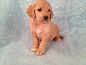 Female Goldendoodle for sale #18 Ready January 2013|Goldendoodle Puppies Priced lower than Most Goldendoodle Puppies for sale in Providence RI